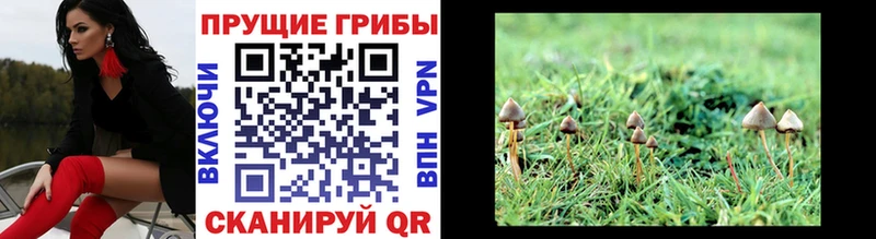 Купить где  Прохладный  Псилоцибиновые грибы Psilocybine cubensis 